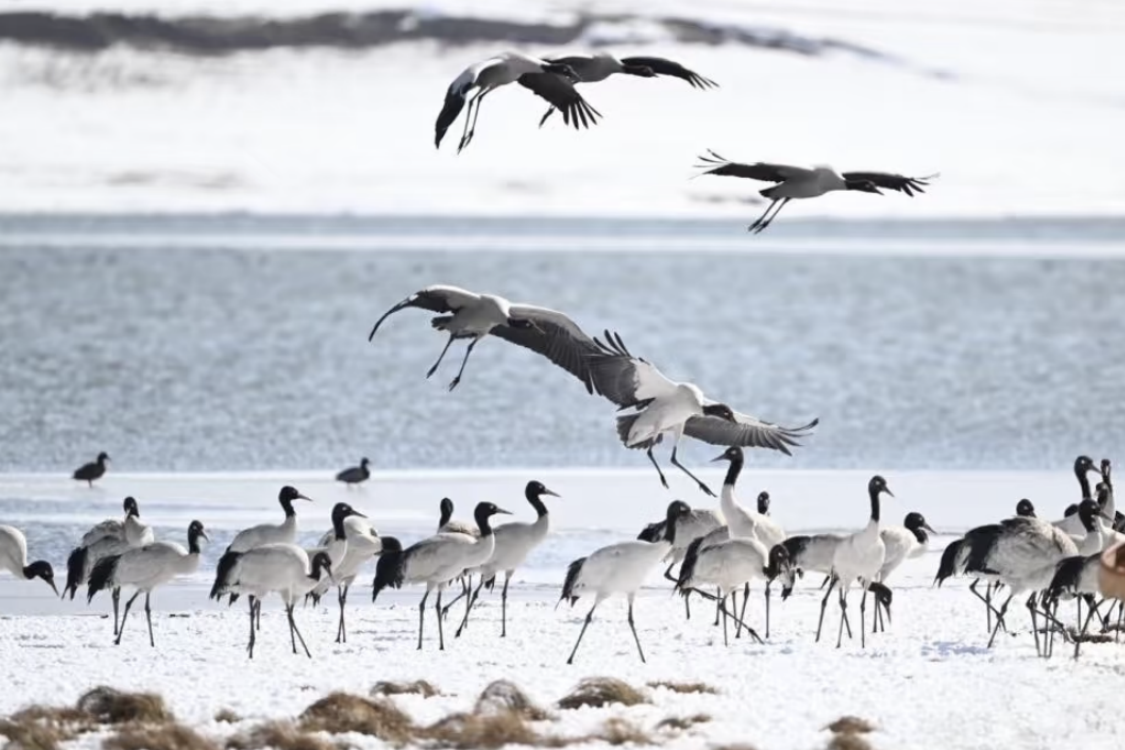Dashanbao Black-necked Crane
